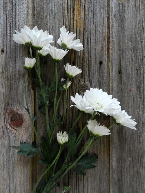 ATLANTIS  WHITE DAISY POMPONS